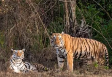 How a tiger couple in Kheoni revived a forgotten forest