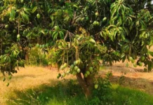 How This Bengaluru Farm Grows 25000 Mango Trees with Drones & AI
