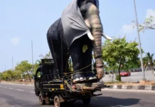 How Life-Sized Mechanical Elephants Are Replacing Captive Animals In Kerala