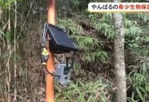 AI Trial Launched to Protect Yanbaru’s Rare Wildlife From Poaching