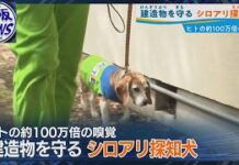 Beagle Sniffs Out Termites at Osaka Shrine