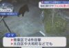 Bear Found in Bushes Behind Apartment Building in Sendai