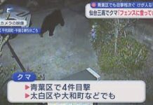 Bear Found in Bushes Behind Apartment Building in Sendai