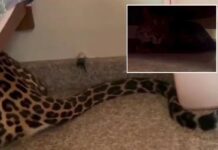 Leopard found lurking under bed after strolling into home from Indian forest