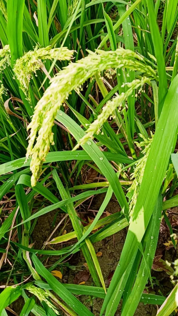 How 1,500 Sundarbans Farmers Turned Poisoned Fields Into Farms Growing 192 Rice Varieties