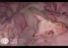 Eyes in Animals: Piglet with eye infection sent from Netherlands to Croatia