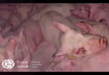 Eyes in Animals: Piglet with eye infection sent from Netherlands to Croatia