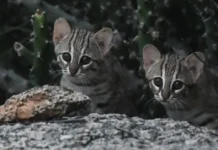 These 10 Rare Animals Were Caught on Forest Cameras Across India in the Last 5 Years