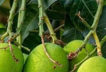 From GI Tags to Premium Sales: 8 Rare Mango Varieties Helping Farmers Earn More in India