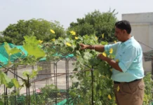How One Jaipur Man Helped 4,000 Families Stay Cooler Without AC By Turning Rooftops Into Farms