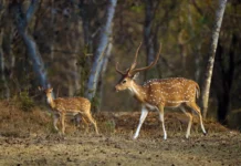 On a Tiger Safari, Look For These 5 Animals That Show You How the Forest Actually Works