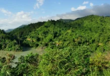 In Nagaland, Communities That Once Trapped Falcons Now Protect Their Migration Route