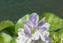 In Tamil Nadu, Women Are Earning an Income From This Lake Plant That Was Once Considered a Nuisance
