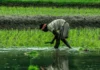 How Nagaland’s 500-Year-Old Zabo Farming System Saves Water and Grows Food Sustainably