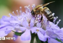 Riverside land purchased to save it from development