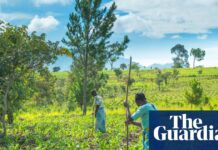 Iran war may cause food shortages in Africa, world’s largest fertiliser firm says