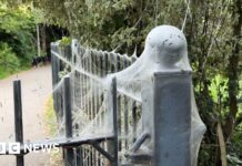 ‘Alarming-looking’ caterpillar webs in park ‘harmless’