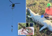 Croc victim’s remains recovered after 15-foot animal is caught and airlifted from river