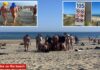 Famed nudist resort is now overrun by globe-trotting swingers who won’t stop having sex in the sand
