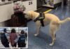 Drug-sniffing pooch helps foil heroin smuggling plot at major airport