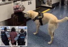Drug-sniffing pooch helps foil heroin smuggling plot at major airport