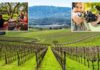 Napa Valley rival looms over Wine Country as shocking figures leave sommeliers on life support