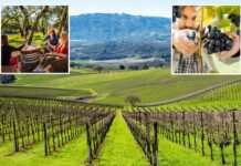 Napa Valley rival looms over Wine Country as shocking figures leave sommeliers on life support