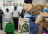 Couple allegedly stuffed 3 monkeys in their underwear in sick smuggling bid — causing one to suffocate