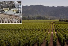Fresh hell for California’s crippled wine industry as values hit rock bottom