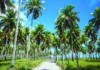 Feasibility Study on Coconut-Based Value-Added Products in Konaseema