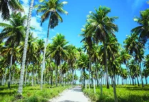 Feasibility Study on Coconut-Based Value-Added Products in Konaseema