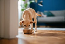 Dog owners warned to act ahead of May Bank Holiday over ‘fatal’ risk