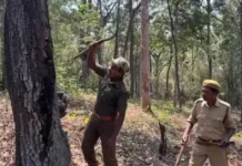 Across the Arid Thar to Tamil Forests, These Incredible Trees Turn Their Trunks Into Natural Water Tanks