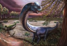 New dinosaur weighing as much as 9 elephants identified by scientists