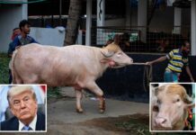 Albino buffalo named ‘Trump’ goes wildly viral for its fetching blonde combover