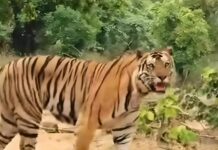Maharashtra: Tiger Kills 4 Women In Chadrapur