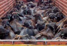 Man Sentenced For Cow Slaughter Case In Visakhapatnam