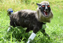Japan Robot Wolves In High Demand To Scare Off Bears
