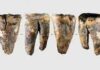 Tooth From Siberian Cave Reveals Neanderthal Dental Surgery