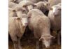 Shepherd, 20 Sheep Killed In Wall Collapse As Gales Create Mayhem