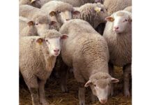 Shepherd, 20 Sheep Killed In Wall Collapse As Gales Create Mayhem