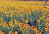 Markfed: Buying of Sunflower to Resume Soon