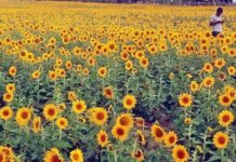 Markfed: Buying of Sunflower to Resume Soon