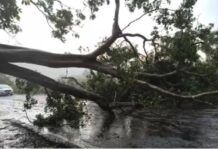 Powerful Nor’wester Wreaks Havoc In Odisha, Uproots Trees And Disrupts Traffic, Power Supply