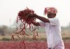 ITC Empowers Spice Farmers; Becomes India’s Leading Organic Spices Exporter