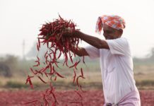 ITC Empowers Spice Farmers; Becomes India’s Leading Organic Spices Exporter