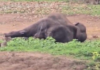 Tamed Elephant Dies Day After Clash That Killed Tourist in Kodagu