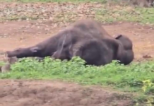 Tamed Elephant Dies Day After Clash That Killed Tourist in Kodagu