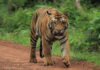 Tiger Kills 4 Women Collecting Tendu Leaves In Maharashtra’s Chandrapur Forest