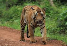 Tiger Kills 4 Women Collecting Tendu Leaves In Maharashtra’s Chandrapur Forest
